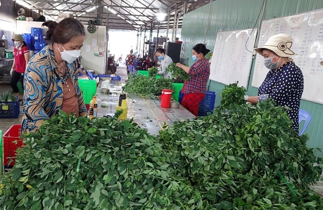 Các THT đã góp phần ổn định đời sống của các thành viên, phát triển kinh tế - xã hội địa phương.