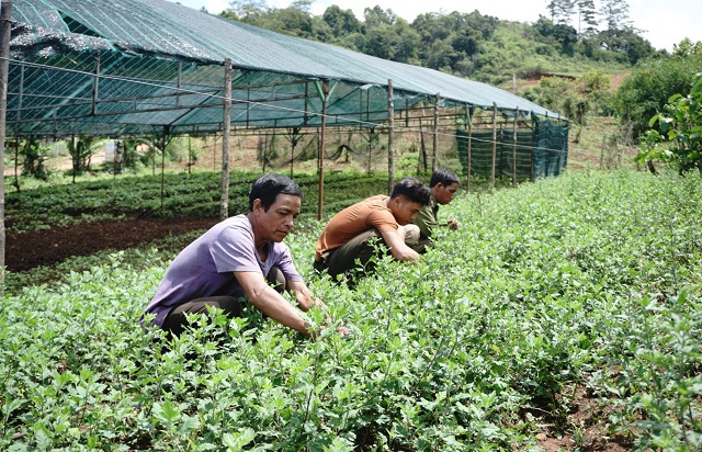 THT là bà đỡ cho kinh tế hộ, từng bước cải thiện đời sống người nông dân, góp phần quan trọng vào công cuộc xóa đói, giảm nghèo.