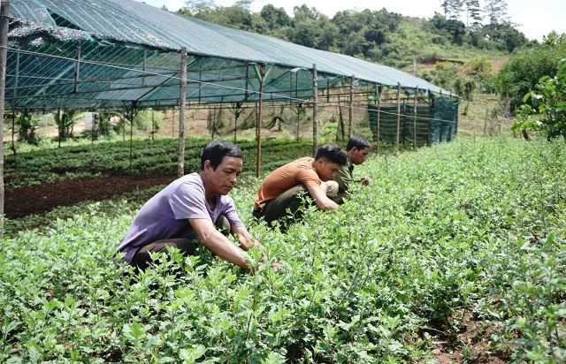 THT là bà đỡ cho kinh tế hộ, từng bước cải thiện đời sống người nông dân, góp phần quan trọng vào công cuộc xóa đói, giảm nghèo.