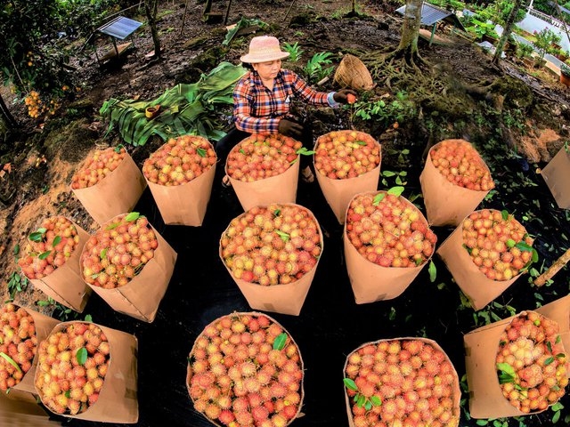 Muốn biết áp dụng quy trình sản xuất nào phù hợp, HTX, nông dân cần xác định rõ thị trường đầu ra cho nông sản của thành viên.