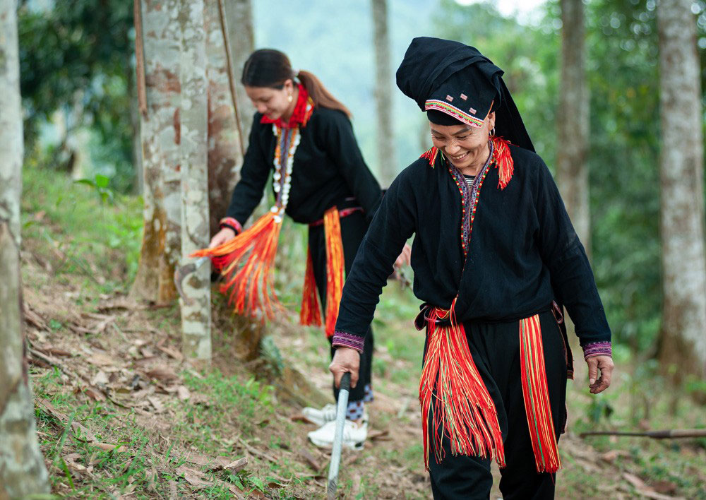 Cây quế đem lại cuộc sống ấm no cho nhiều đồng bào dân tộc thiểu số ở Bắc Hà (Lào Cai).