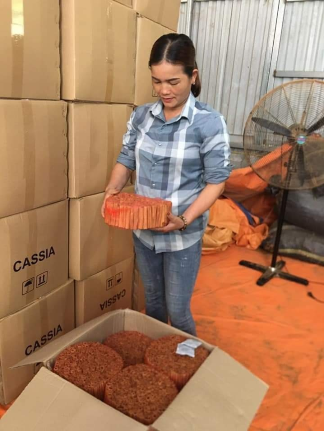 Sản phẩm quế của HTX Tâm Hợi được kiểm tra trước khi xuất khẩu.