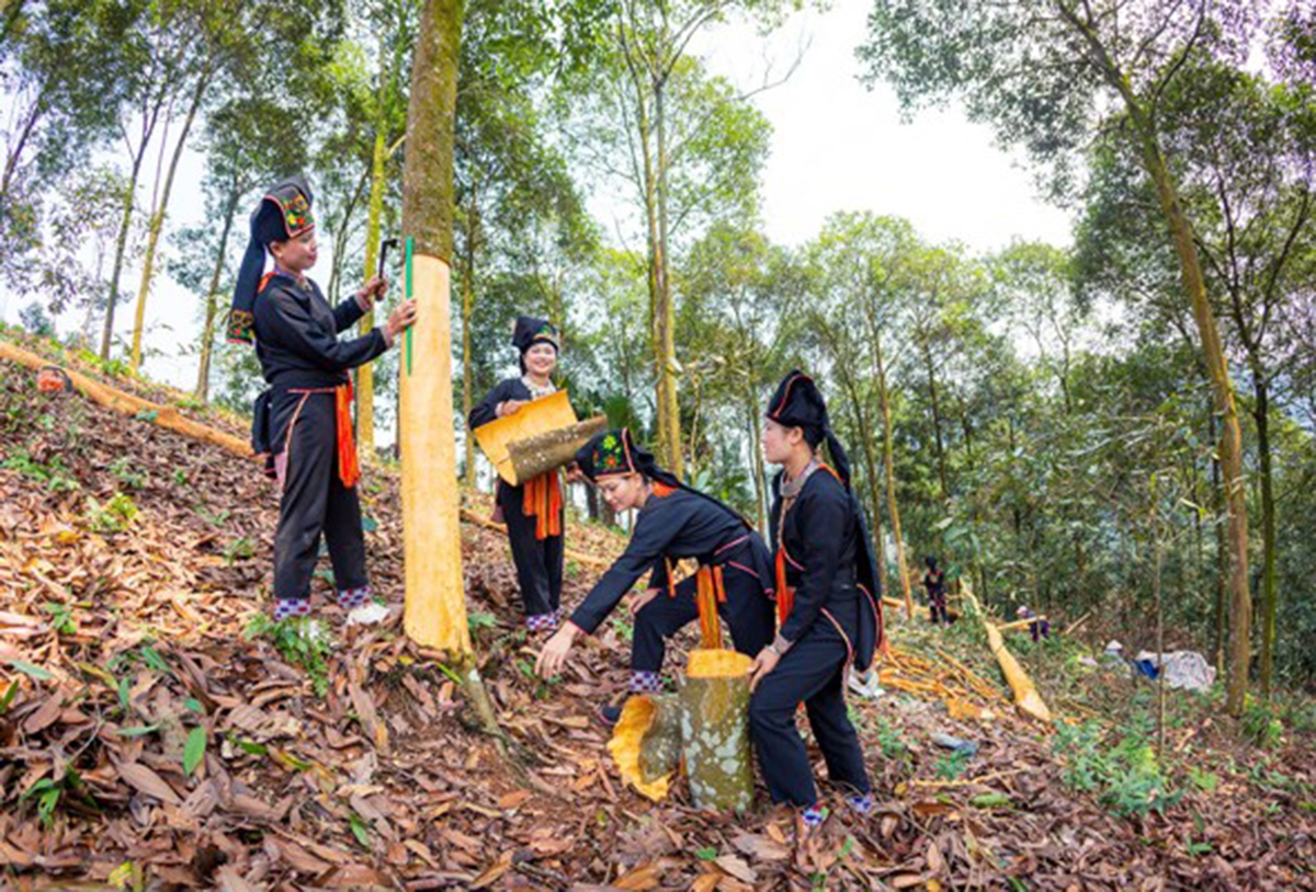 Việt Nam đang là quốc gia xuất khẩu quế hàng đầu thế giới.