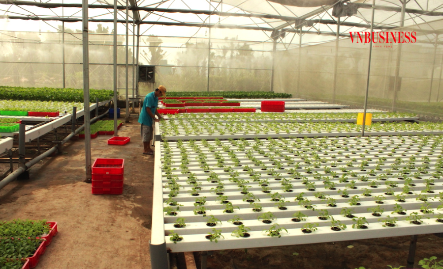 Nhiều nông dân trong xã Phước Hậu đã xây dựng nhà màng, nhà lưới trồng rau thủy canh công nghệ cao.