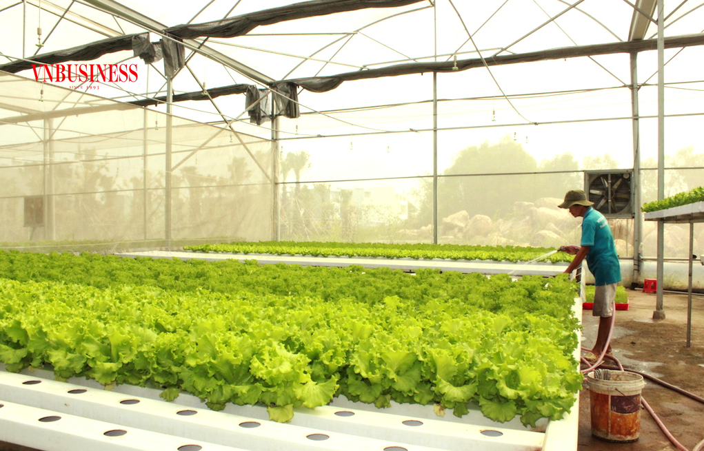 Dấu ấn của những HTX kiểu mới ở xã Phước Hậu giúp cho nhiều nông dân thay đổi nhận thức và chuyển hướng trồng rau ứng dụng công nghệ cao, chất lượng cuộc sống ngày càng được nâng cao.