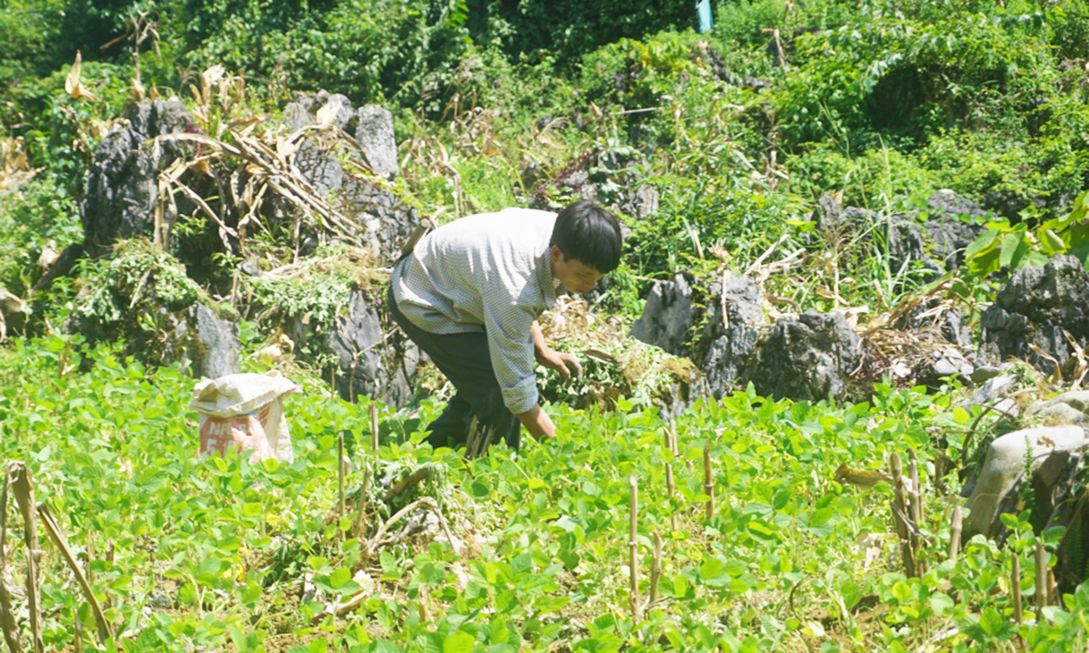 Bảo Lạc cũng đang định hướng nông dân phát triển nông nghiệp theo hướng hàng hóa &lpar;Ảnh: BHG&rpar;.