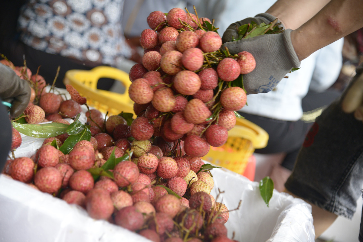 Lo ngại ùn ứ tại các cửa khẩu Lạng Sơn vào thời điểm tháng 6 - 7 khi trái cây tươi vào cao điểm vụ thu hoạch.