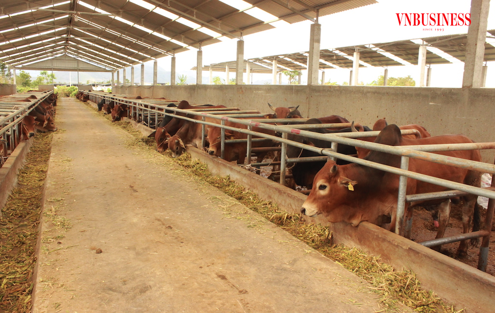 HTX nông nghiệp Vĩnh Hòa đã thể hiện vai trò là cầu nối giúp các hộ chăn nuôi ở huyện Ba Tri tăng thu nhập, thúc đẩy kinh tế hộ gia đình phát triển.