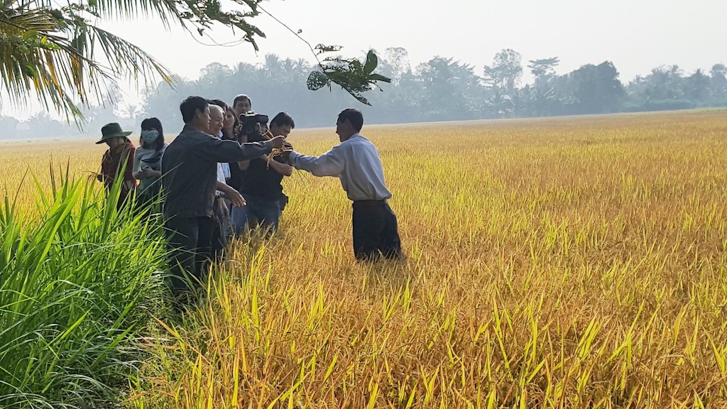 HTX Nông nghiệp Phú Ngãi giúp tăng lợi nhuận cho người trồng lúa ở Ba Tri.