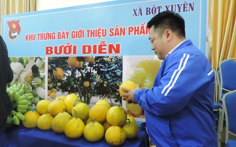 Sản phẩm bưởi Diễn Bột Xuyên đã được UBND thành phố Hà Nội cấp giấy chứng nhận sản phẩm OCOP 3 sao.