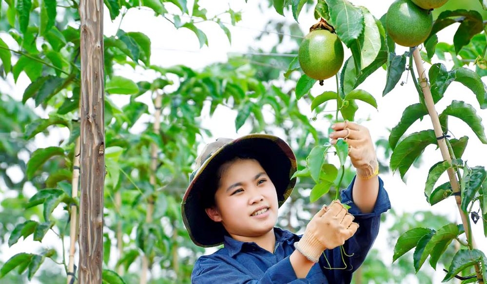 So với nhiều loại cây trồng khác, cây chanh dây đang cho thấy hiệu quả kinh tế cao.