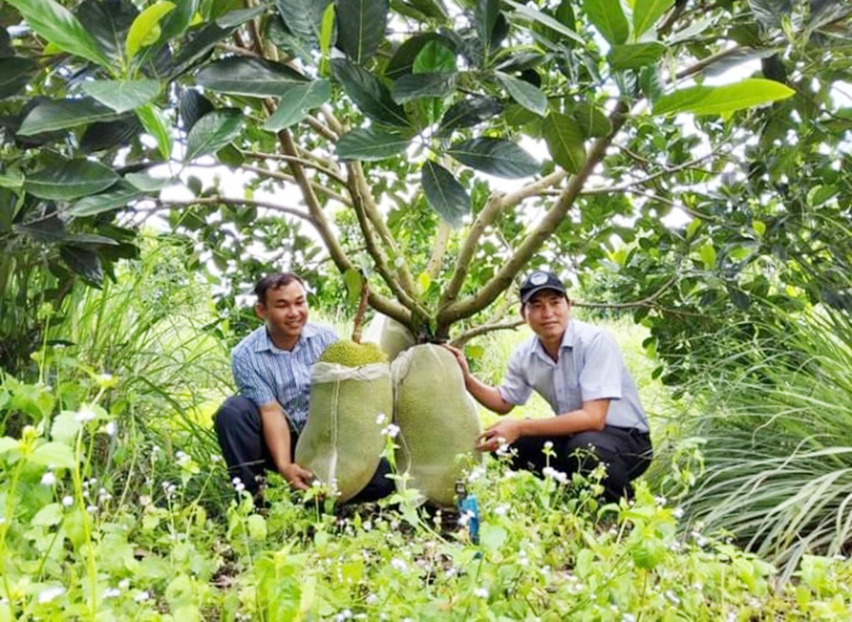 Nông dân Bình Phước đang sống khỏe nhờ ứng dụng công nghệ vào sản xuất (Ảnh: Trần Trung).