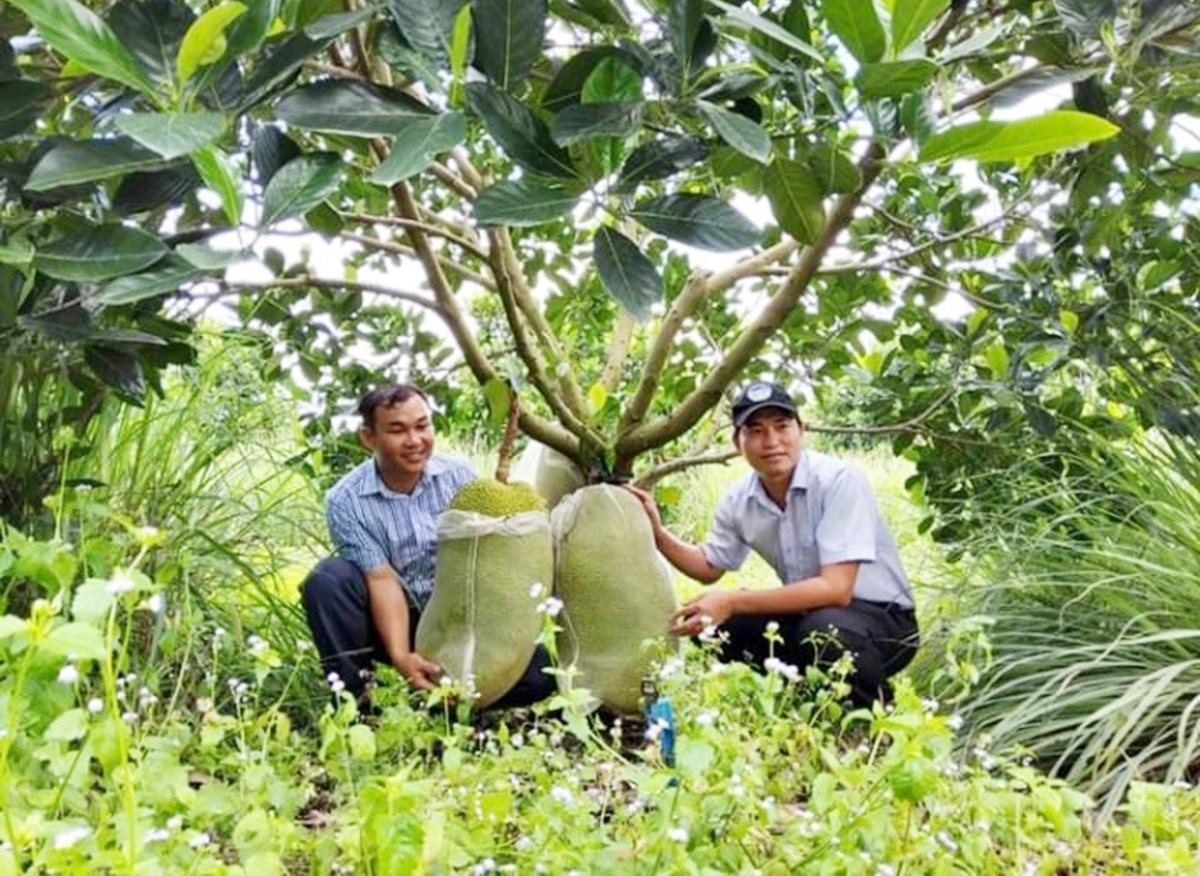 Nông dân Bình Phước đang sống khỏe nhờ ứng dụng công nghệ vào sản xuất (Ảnh: Trần Trung).