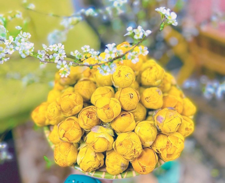 Ban đầu trà hoa vàng chủ yếu được người dân hái trong tự nhiên để bán cho tư thương, nhưng hiện nay đã được ươm giống và trồng thành sản phẩm hàng hóa.