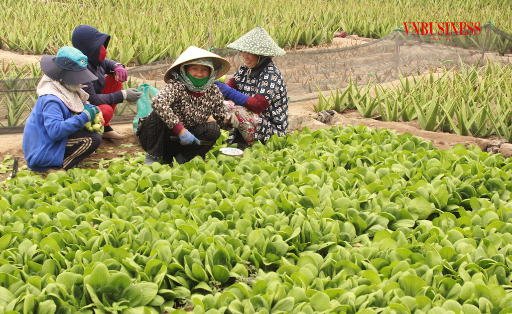 HTX Rau an toàn Tân Đông đã giúp cho cuộc sống nông dân địa phương ngày càng khấm khá, thoát cảnh nghèo khó.