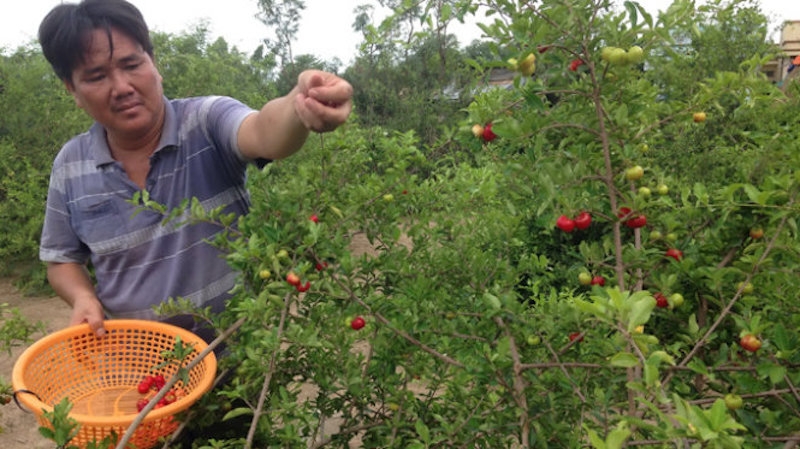 Tham gia HTX Sơ ri Gò Công Đông giúp nhiều nông dân có cuộc sống sung túc.