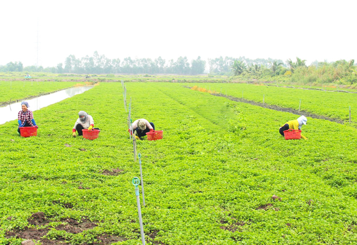 Nhờ những thay đổi trong phương thức sản xuất, rau má đang trở thành cây xóa đói giảm nghèo tại nhiều địa phương.