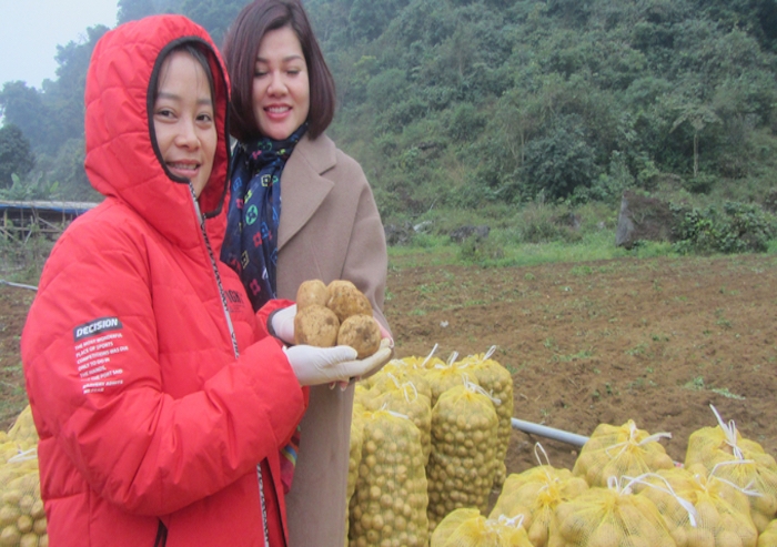 Vựa khoai tây đầu tiên của HTX Nông nghiệp hữu cơ V.organic đã đem về lợi nhuận 1,5 tỷ đồng.