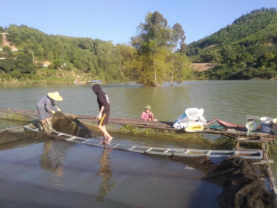 Nuôi cá lăng trên hồ Núi Cốc đang mở ra hướng phát triển kinh tế cho nhiều HTX ở Đại Từ.