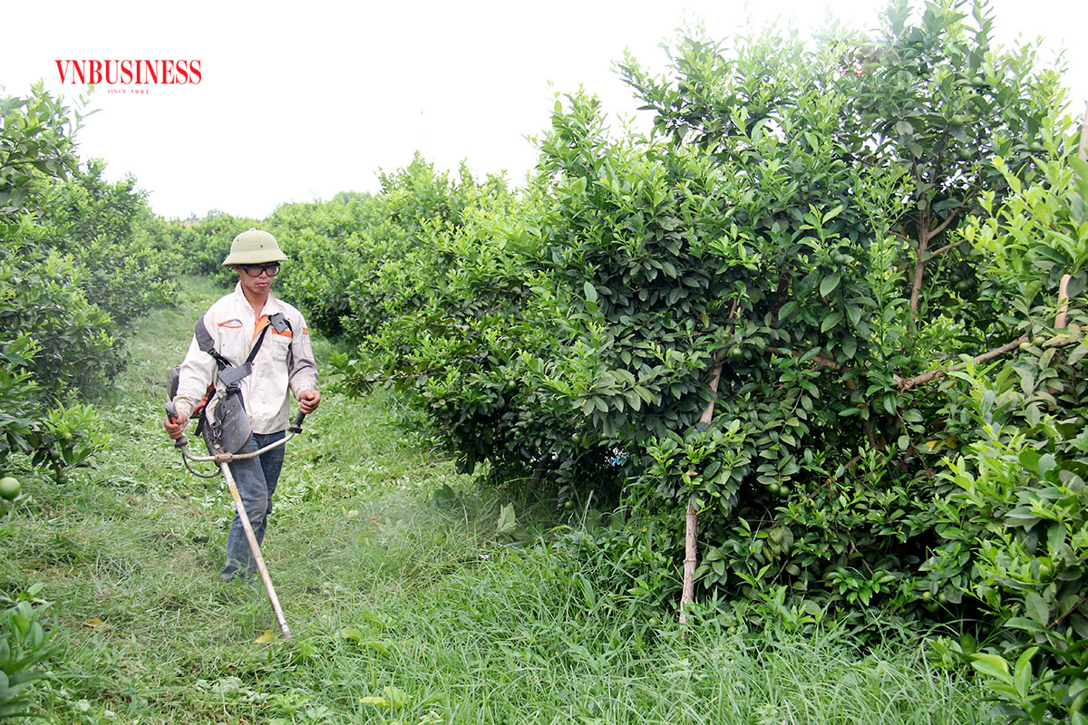 Cây ăn quả đang là một trong những loại cây kinh tế trọng điểm trên địa bàn tỉnh Tuyên Quang.