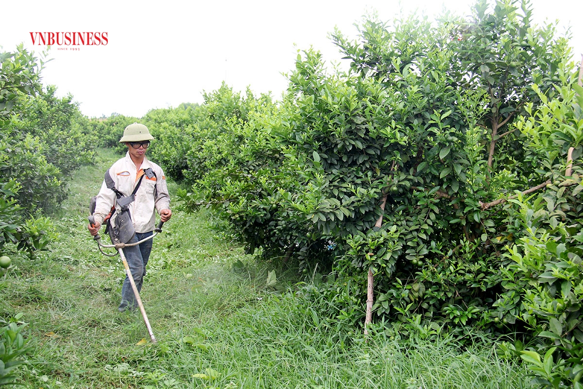 Cây ăn quả đang là một trong những loại cây kinh tế trọng điểm trên địa bàn tỉnh Tuyên Quang.