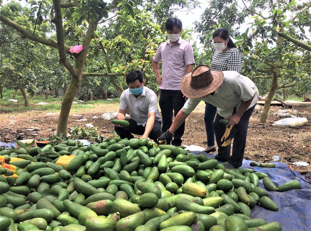 Huyện Bảo Lâm đang khuyến khích các HTX, tổ hợp tác sản xuất các sản phẩm đặc trưng của huyện như quả bơ.