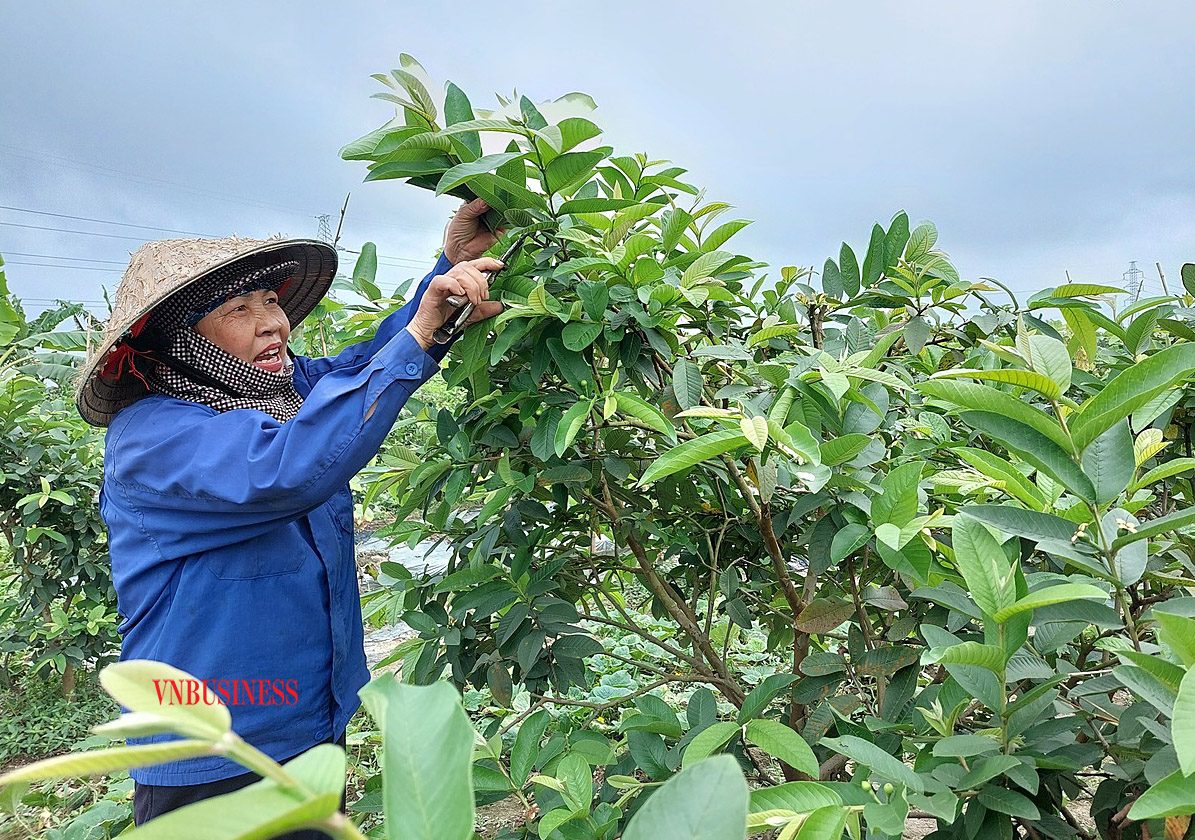 Gia đình bà Đinh Thị Hẹn đã có thu nhập ổn định từ việc chuyển đổi cơ cấu cây trồng.