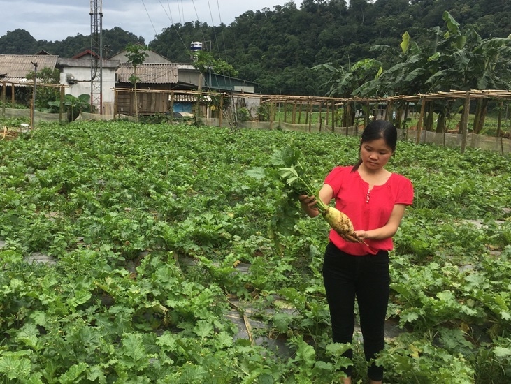 HTX đã tích cực tuyên truyền, vận động các thành viên, bà con nông dân thay đổi phương thức sản xuất