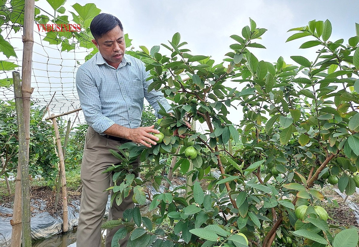 Anh Nguyễn Đức Tưởng – Chủ tịch HĐQT kiêm Giám đốc HTX trao đổi kỹ thuật trồng ổi với thành viên.