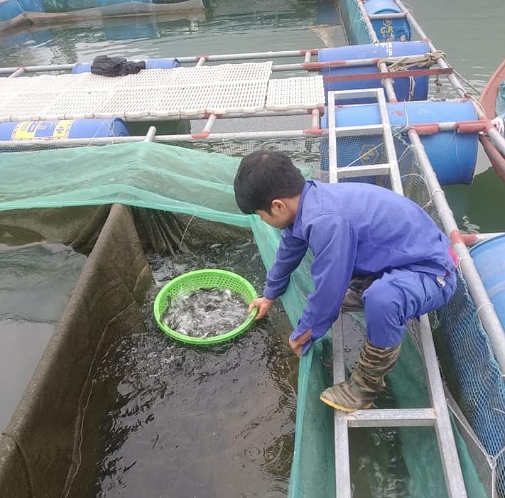 Ngoài nuôi cá, HTX thủy sản Núi Cốc còn cung cấp cá giống cho các hộ dân tại địa phương và các vùng lân cận.