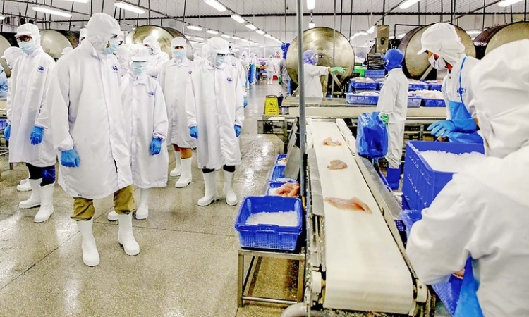 Người lao động của Vĩnh Hoàn lãi bao nhiêu với cổ phiếu ESOP?