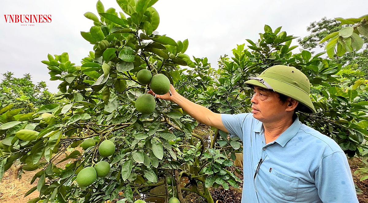 Cây bưởi đường Quế Dương vẫn cho năng suất ổn định dù được trồng đã hơn 50 năm.