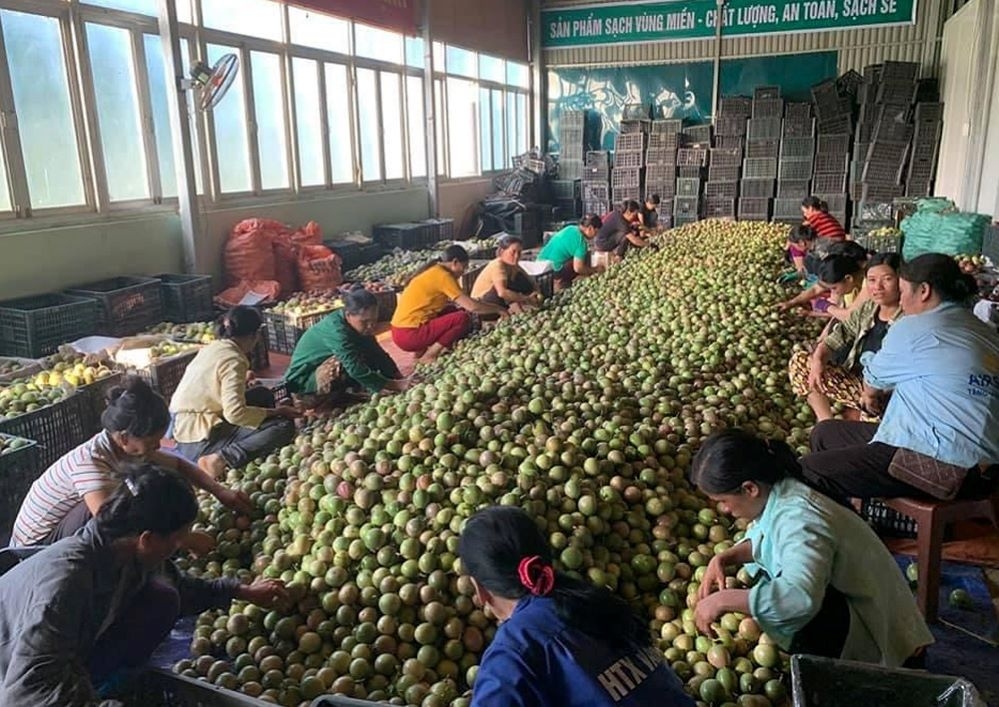 Trong thời gian tới, huyện Bảo Lâm chú trọng công tác tư vấn, hỗ trợ kinh tế tập thể về liên doanh, liên kết mở rộng thị trường...