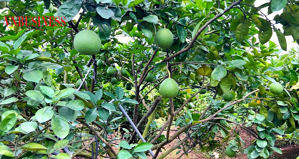 Người dân địa phương cho rằng, bưởi Quế Dương là cây siêu lợi nhuận, bởi chỉ cần đầu tư một lần có thể cho thu hoạch 50 - 70 năm.