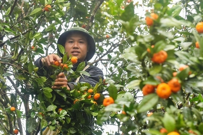 Kinh tế gia đình của các thành viên HTX Nông nghiệp hữu cơ Pa Cốp khấm khá nhờ trồng cam.