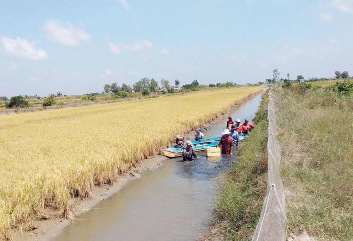 Cà Mau đang hình thành nhiều sản phẩm thế mạnh trong nông nghiệp.