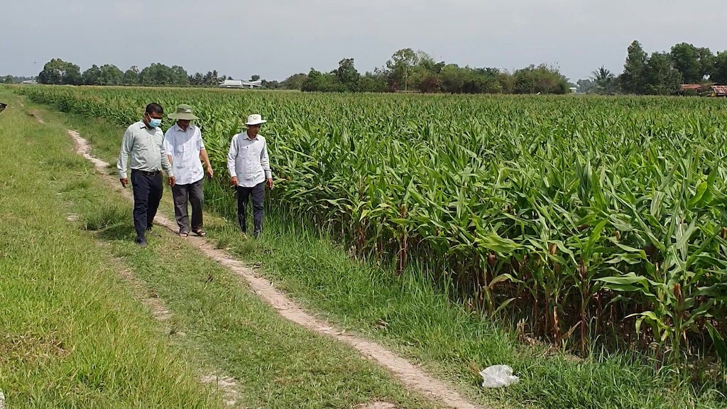 Mô hình chuyển đổi cây bắp trên nền đất lúa gắn với liên kết mang lại hiệu quả kinh tế cao ở huyện Bến Cầu.