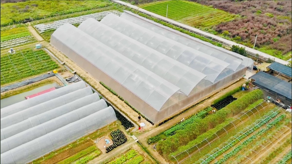 Khu vực ruộng bỏ hoang nay đã trở thành khu nhà lưới sản xuất rau, hoa quả sạch hữu cơ.