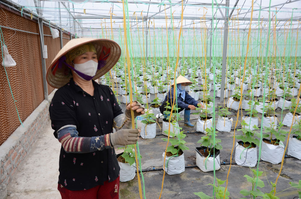 Thiếu kế hoạch là một trong những nguyên nhân khiến nông dân, HTX khó chuyển đổi số hiệu quả.