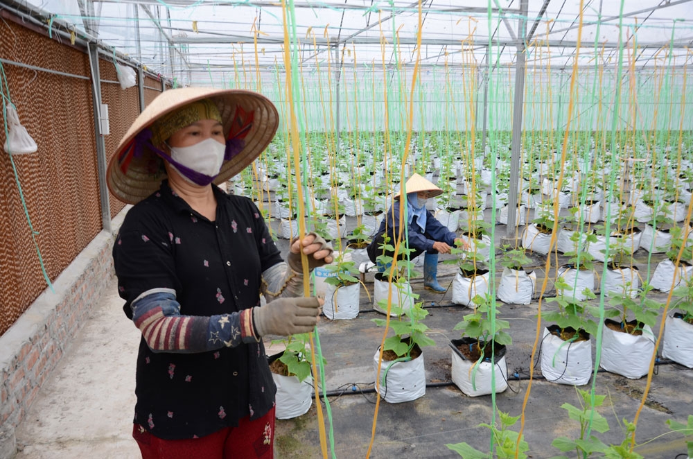 Thiếu kế hoạch là một trong những nguyên nhân khiến nông dân, HTX khó chuyển đổi số hiệu quả.