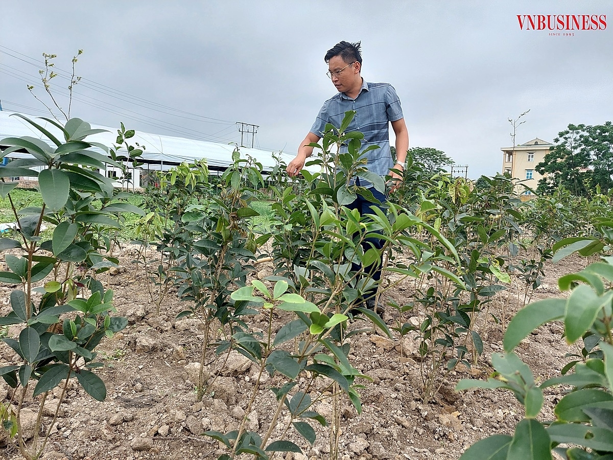 Anh Quyên giới thiệu với phóng viên khu vực trồng cây mộc hương trà.