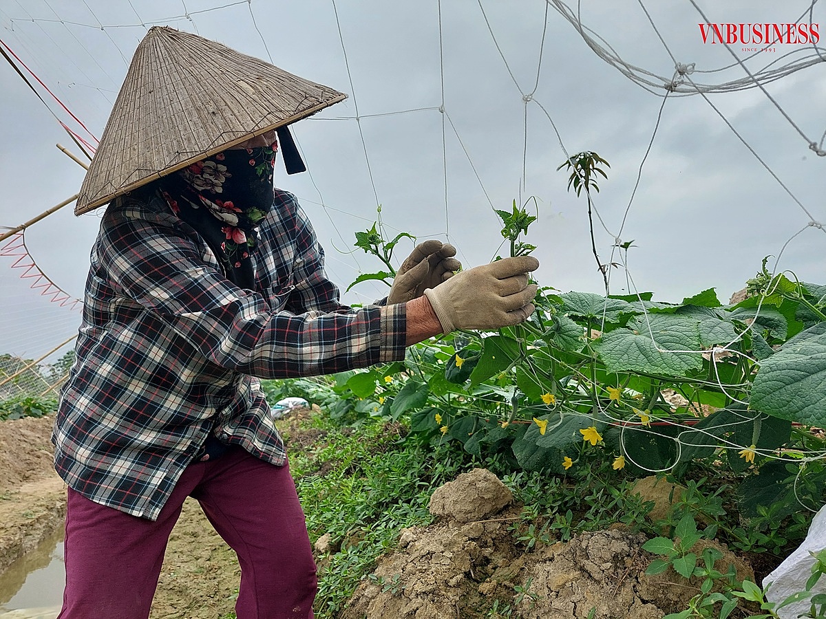 Dưa chuột trồng theo hướng hữu cơ.