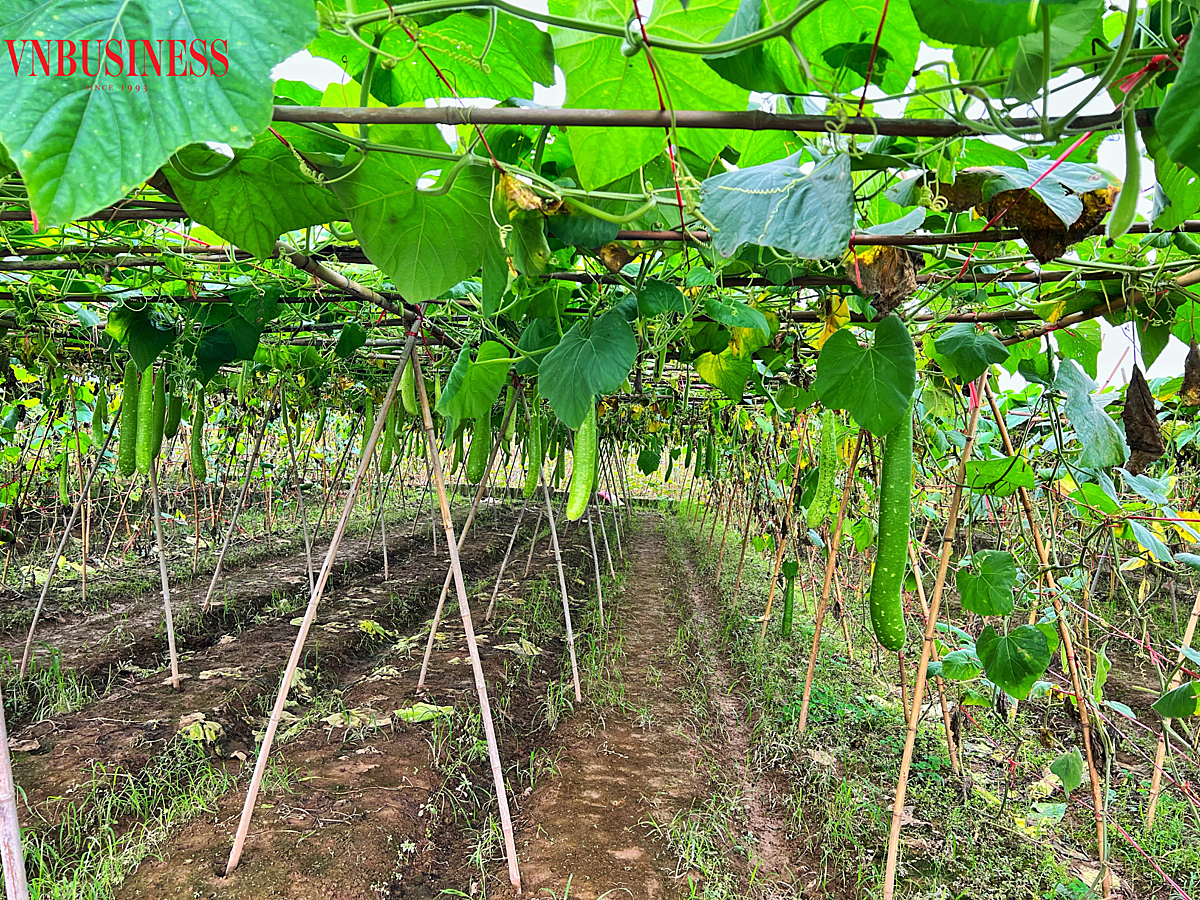 HTX Văn Đức hiện có 8 sản phẩm rau an toàn đạt tiêu chuẩn 4 sao theo OCOP.