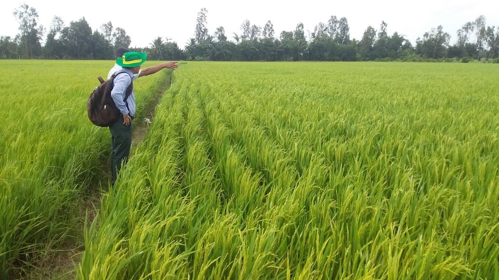 HTX Nông Thuận Phát có dự án “Nâng cao giá trị hạt gạo từ tay người phụ nữ” ở xã Hòa Bình.