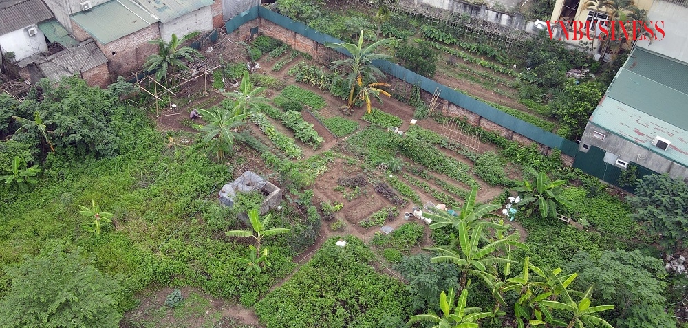 Một góc dự án được tận dụng để trồng rau.