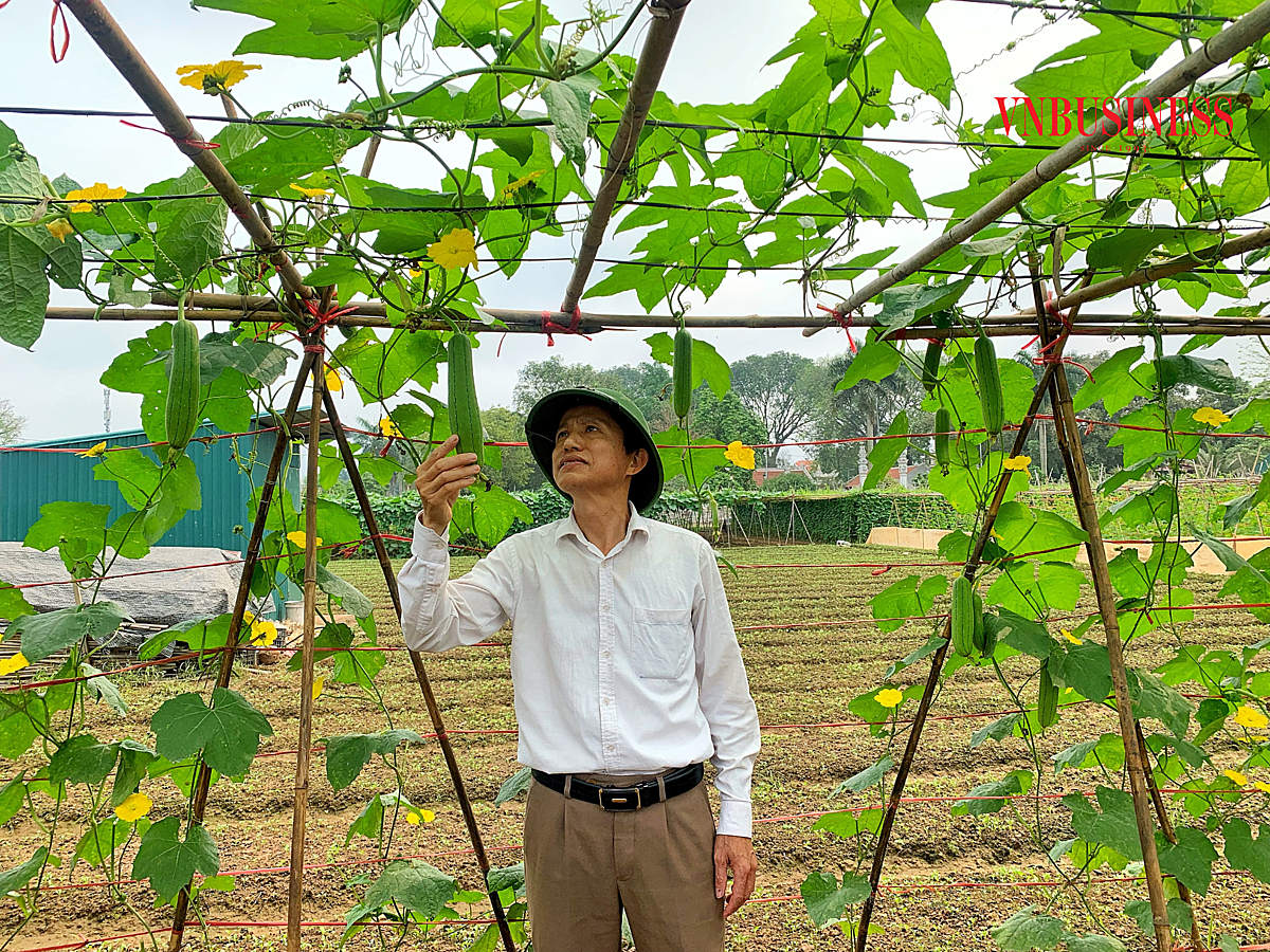 Ông Nguyễn Văn Minh, Giám đốc HTX Sản xuất kinh doanh dịch vụ nông nghiệp Văn Đức thăm vườn rau của bà con.