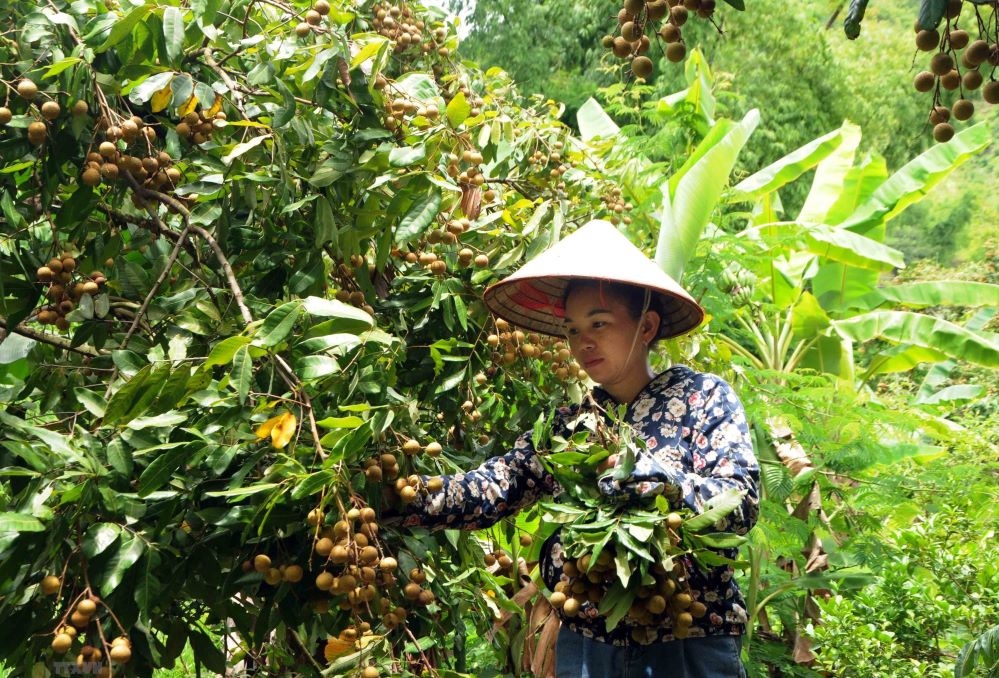 Cây nhãn phù hợp với khí hậu, thổ nhưỡng ở Sông Mã, cho năng suất và chất lượng vượt trội &lpar;Ảnh: Int&rpar;