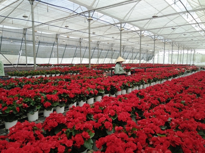 Chỉ có liên kết giữa HTX và doanh nghiệp mới giúp giải quyết những khó khăn trong sản xuất và tiêu thụ nông sản hiện nay.