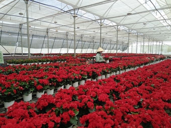 Chỉ có liên kết giữa HTX và doanh nghiệp mới giúp giải quyết những khó khăn trong sản xuất và tiêu thụ nông sản hiện nay.