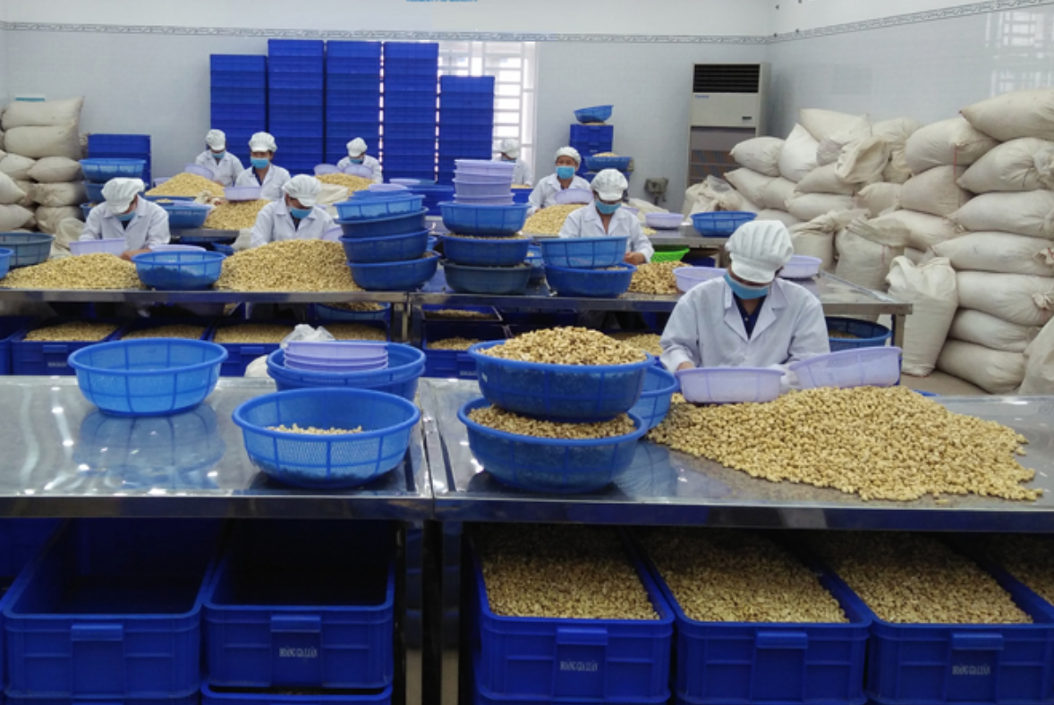 Điều là một trong những mặt hàng thời gian vừa qua xảy ra tình trạng bị lừa đảo khi doanh nghiệp xuất khẩu tới các thị trường mới.